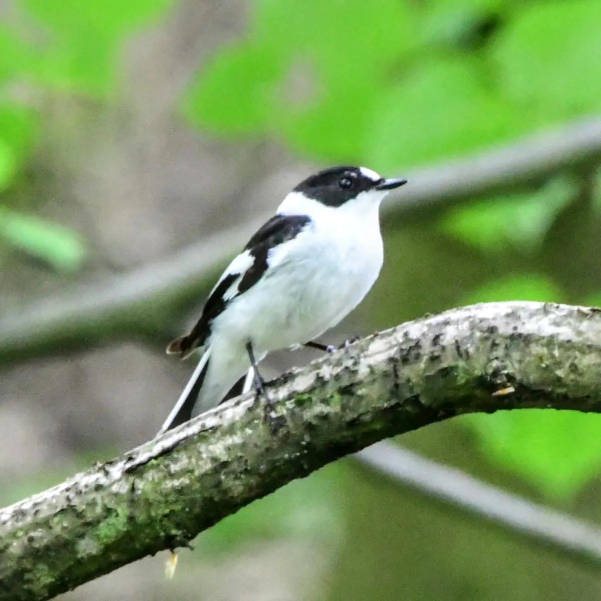 Spotted Collared Flycatcher