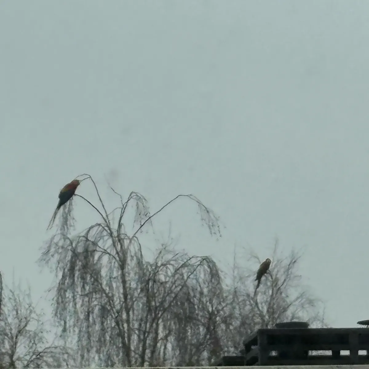 Spotted Scarlet Macaw