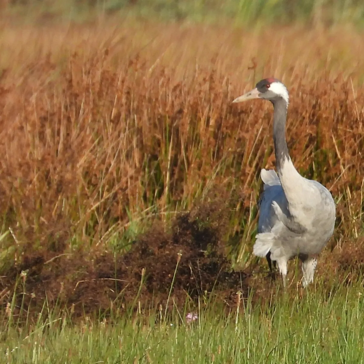 Waargenomen Kraanvogel