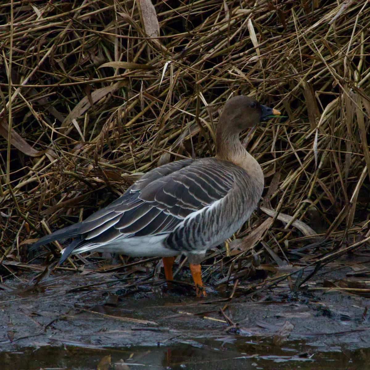 Spotted Tundra Bean-Goose