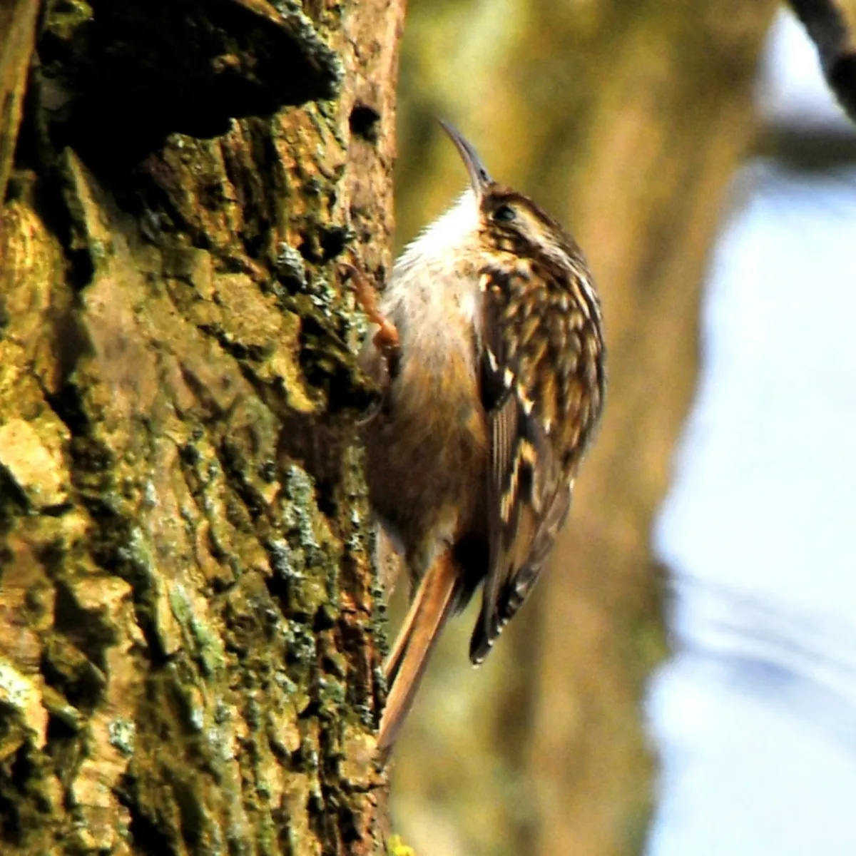 Spotted Short-toed Treecreeper