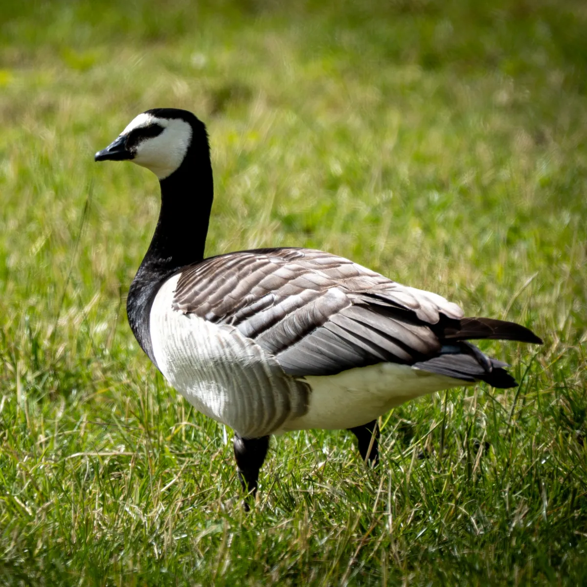 Spotted Barnacle Goose