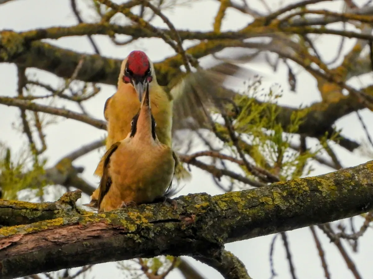 Gespotte Groene specht