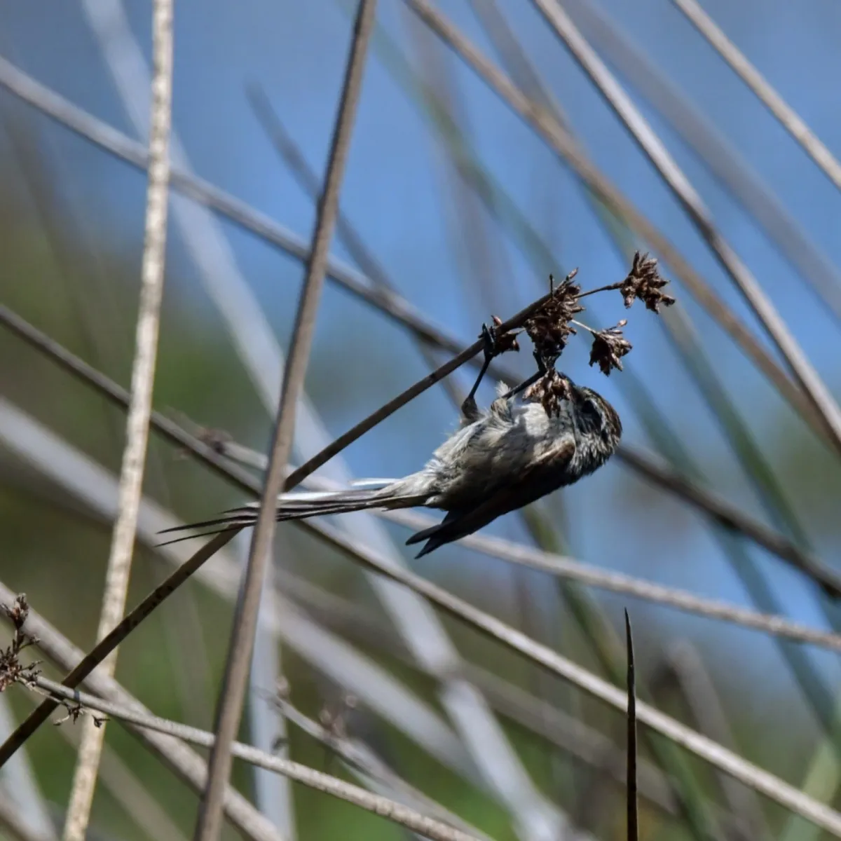 Spotted Plain-mantled Tit-Spinetail
