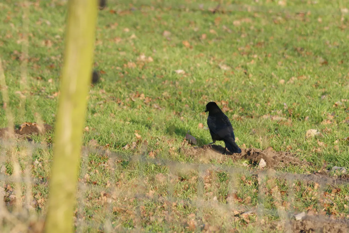 Gespotte Zwarte kraai
