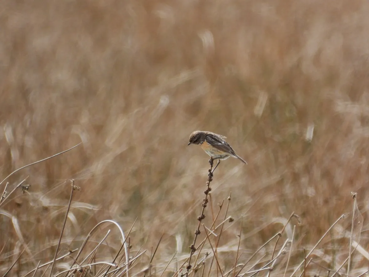 Gespotte Roodborsttapuit