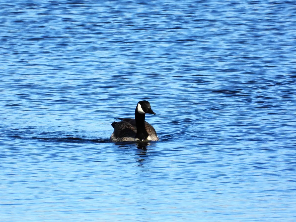 Gespotte Grote Canadese gans