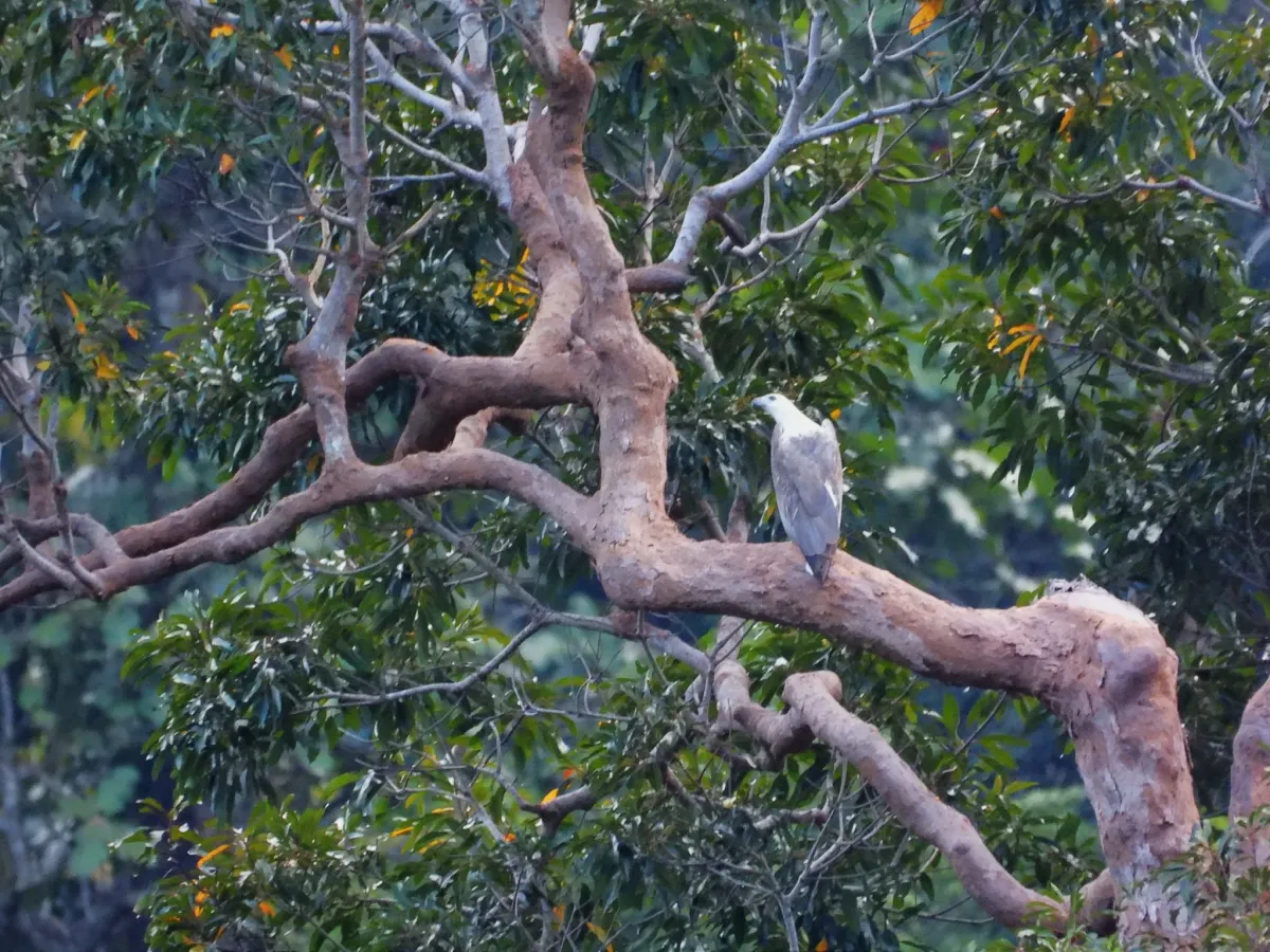 Gespotte Witbuikzeearend