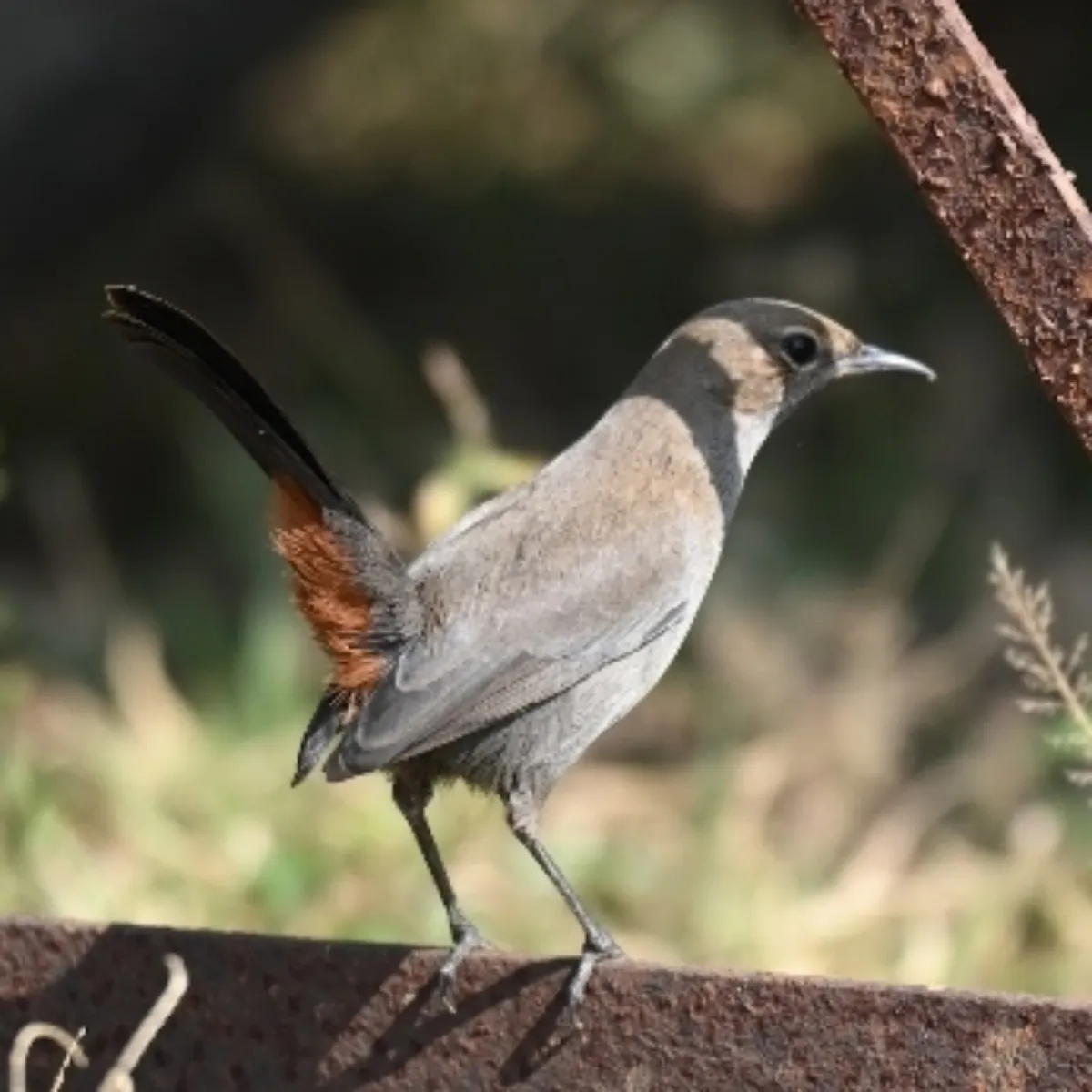 Spotted Indian Robin