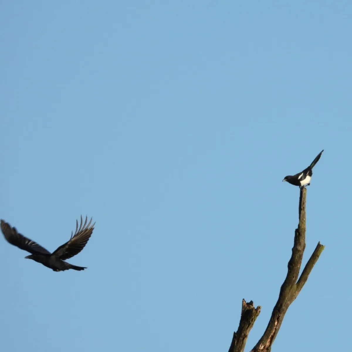 Spotted Carrion Crow