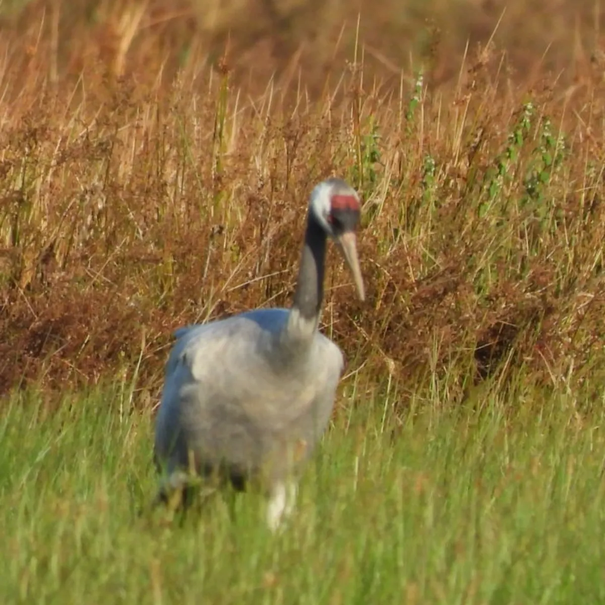 Waargenomen Kraanvogel