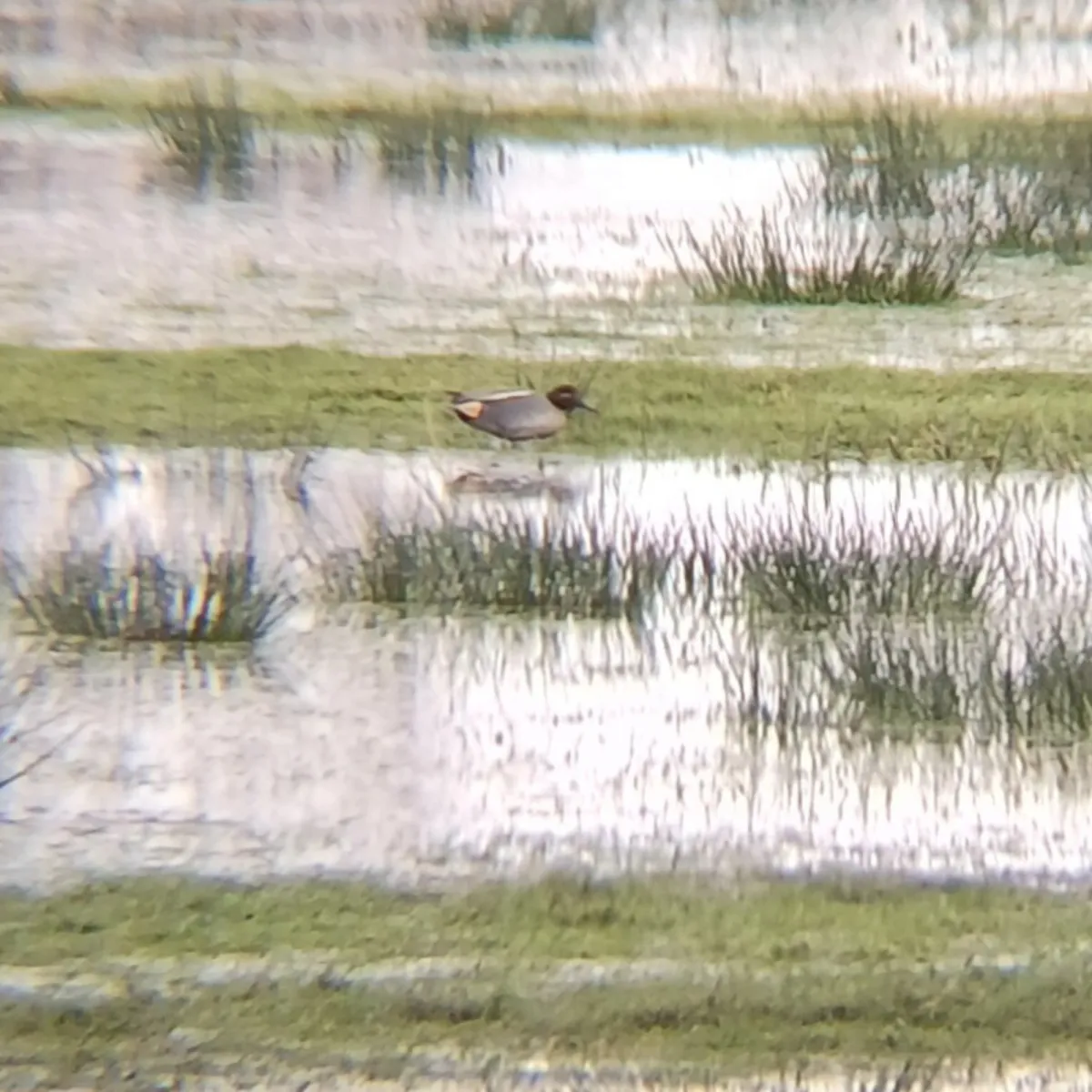 Gespotte Wintertaling