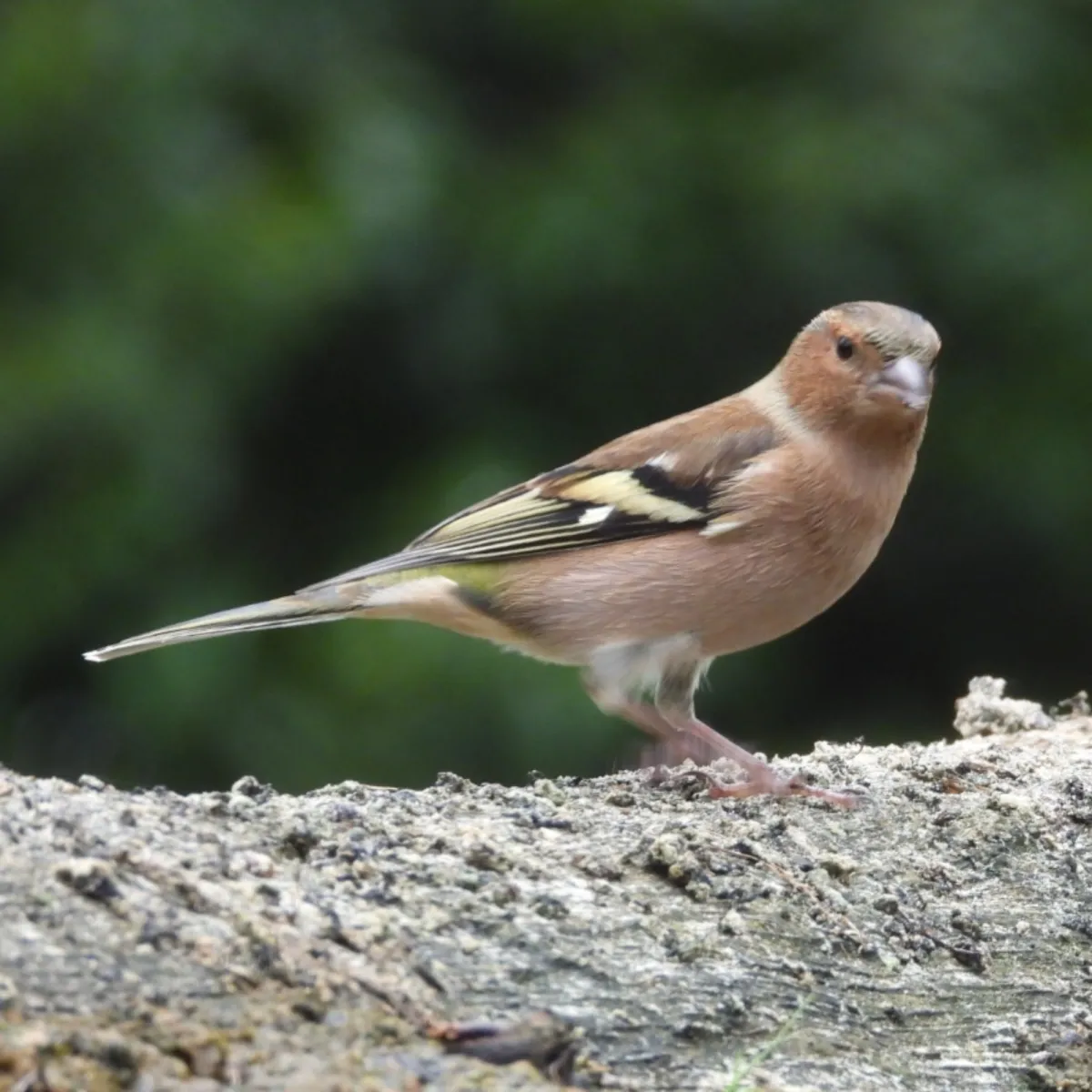 Spotted Common Chaffinch