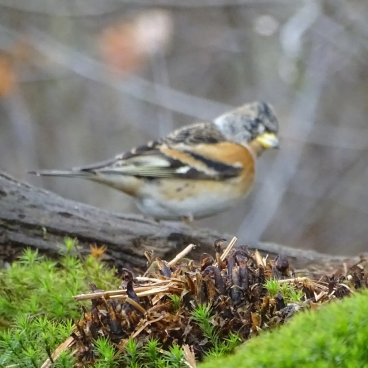 Spotted Brambling