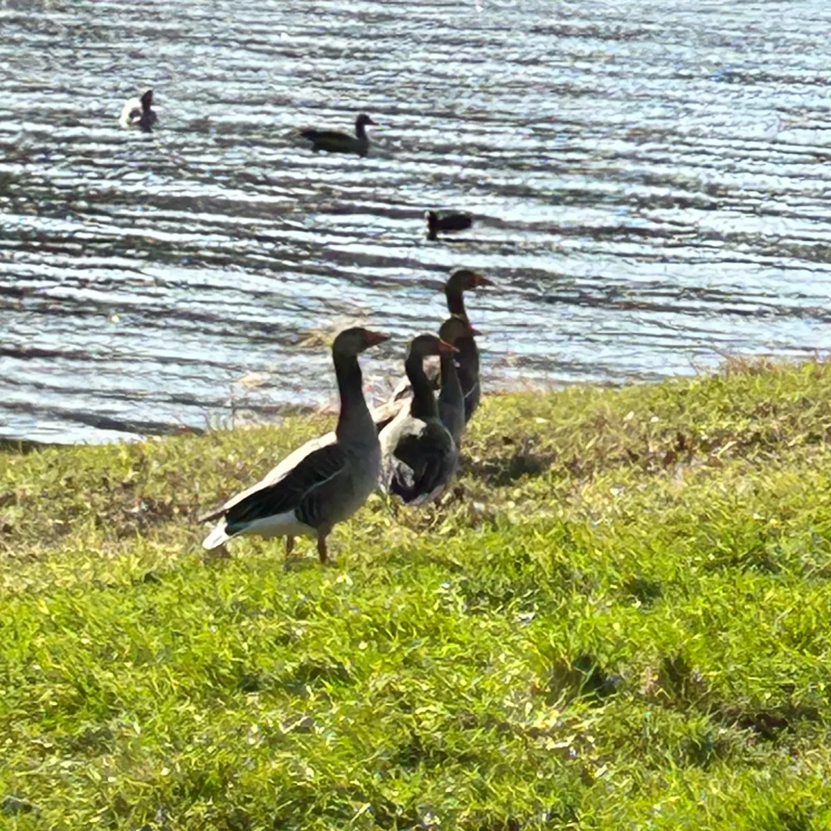 Gespotte Grauwe gans