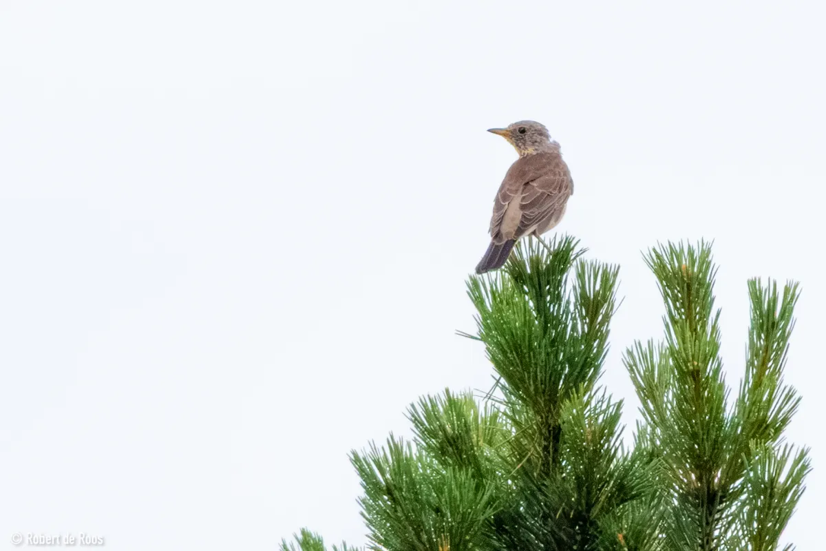 Spotted Fieldfare
