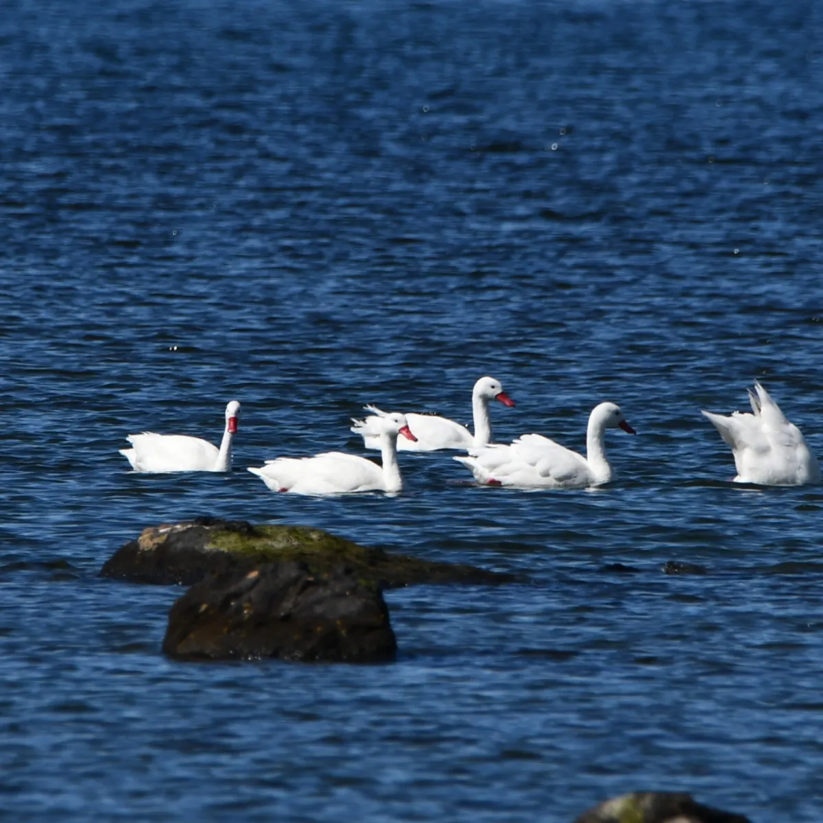 Spotted Coscoroba Swan