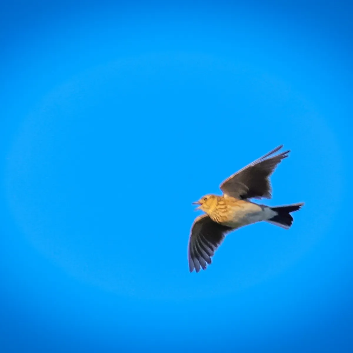 Gespotte Veldleeuwerik