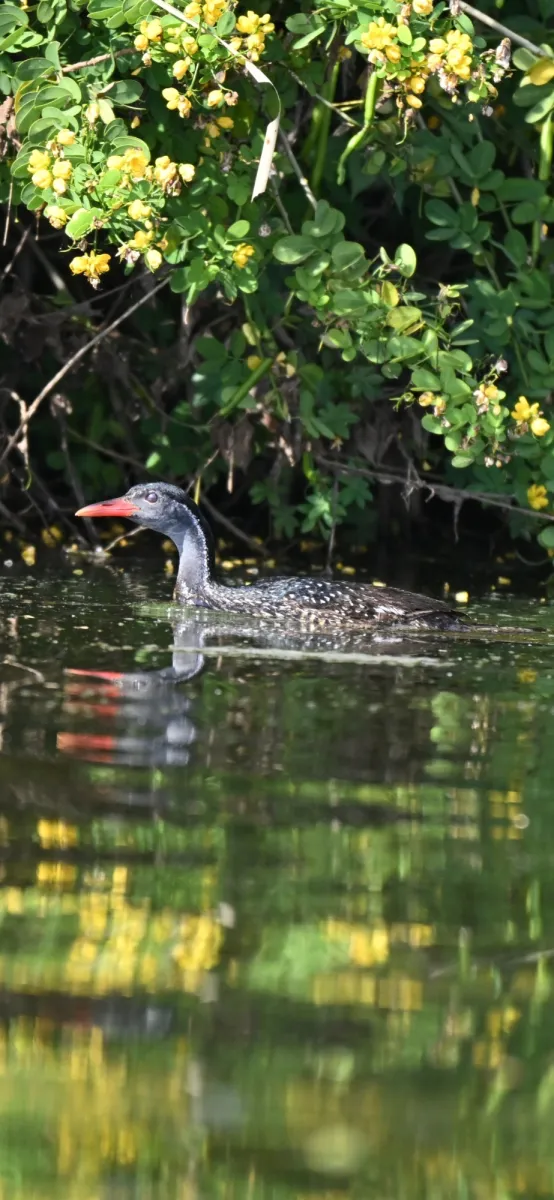 Spotted African Finfoot