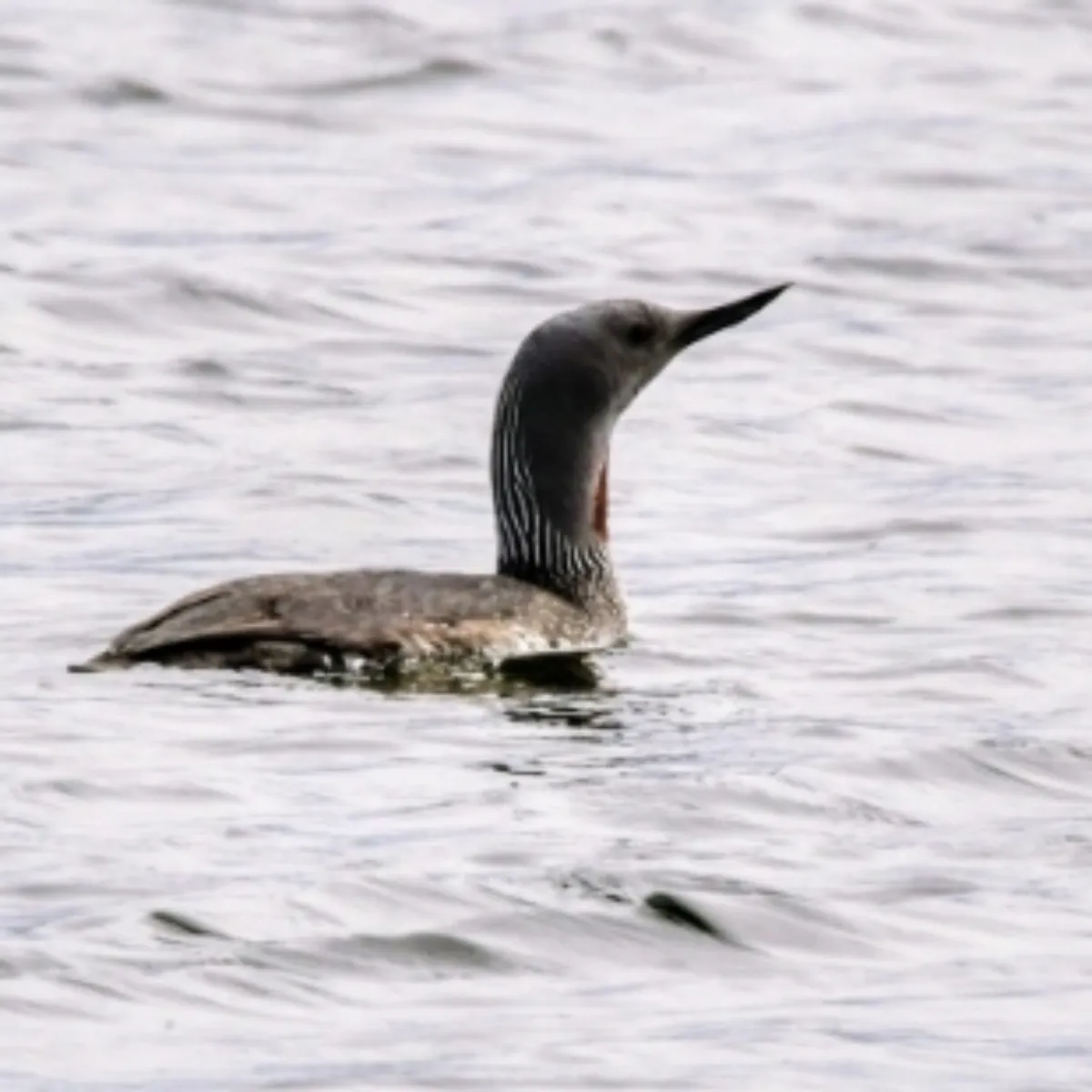 Spotted Red-throated Loon