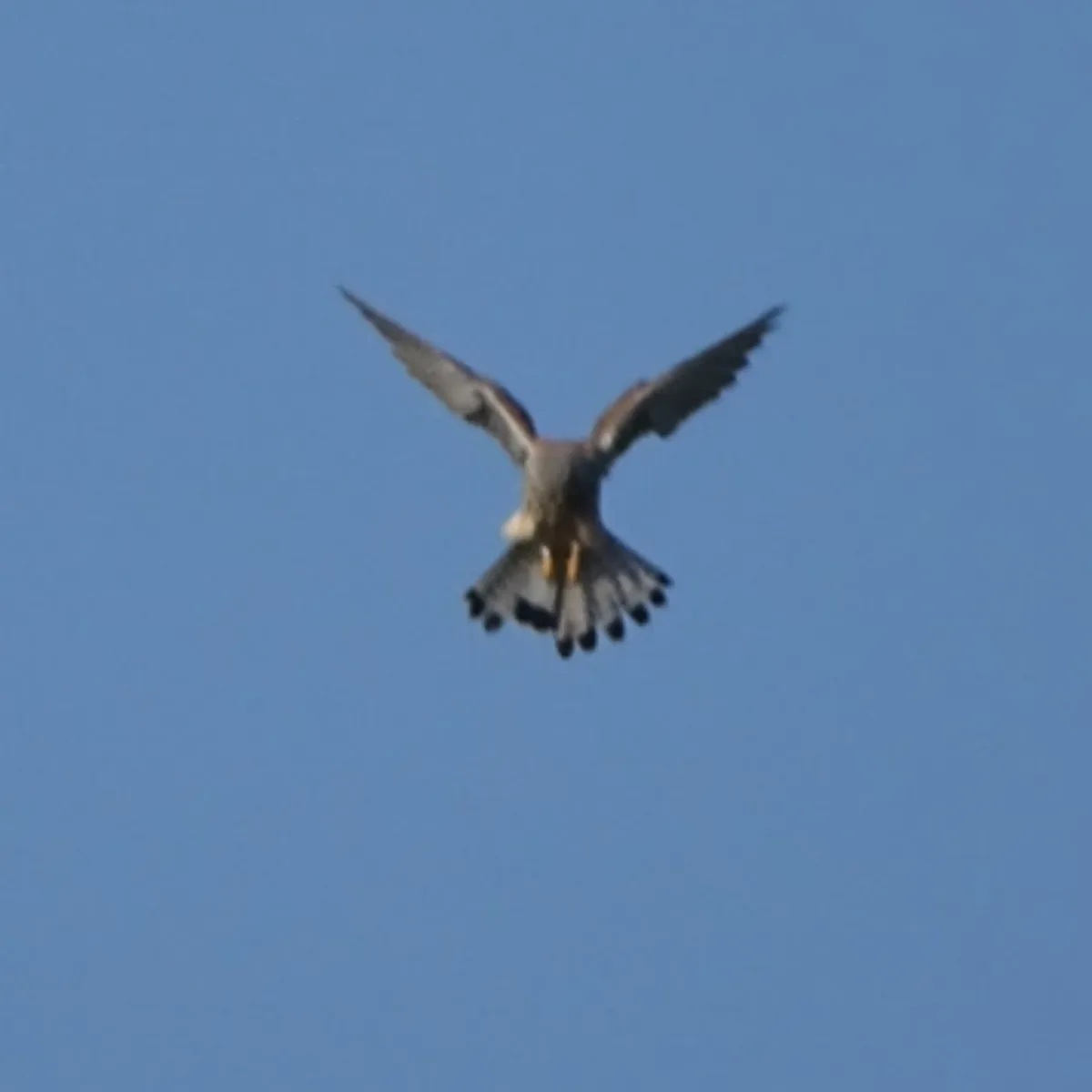 Spotted Eurasian Kestrel