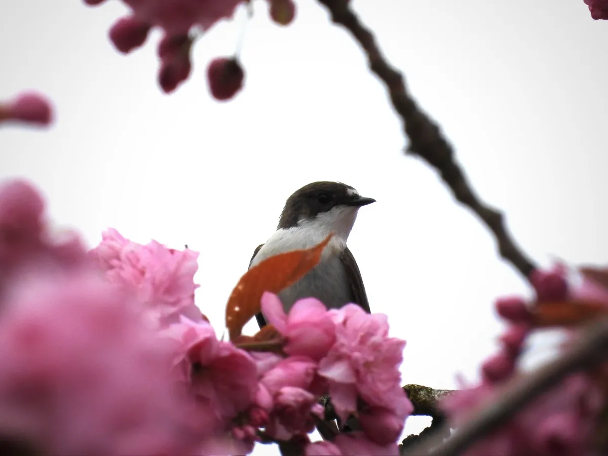 Gespotte Bonte vliegenvanger