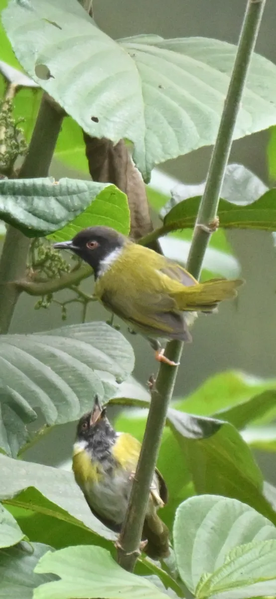 Waargenomen Kivuapalis