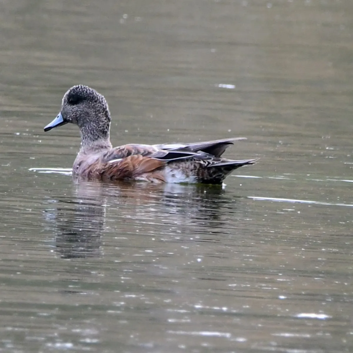 Gespotte Amerikaanse smient