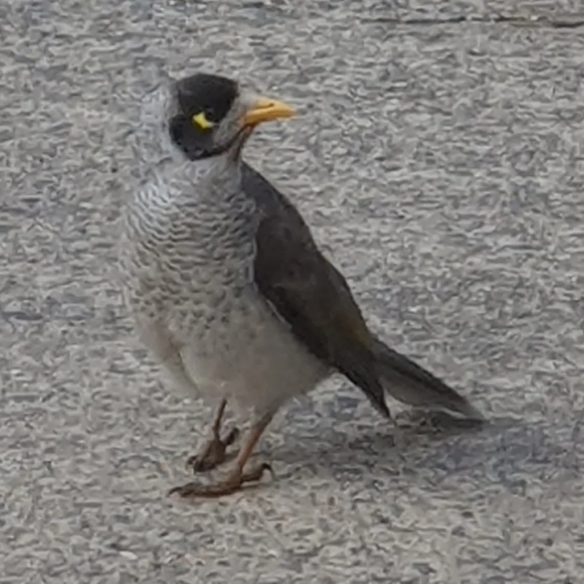 Gespotte Tuinhoningeter