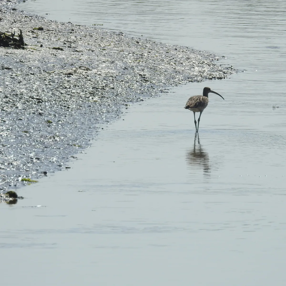 Spotted Eurasian Curlew