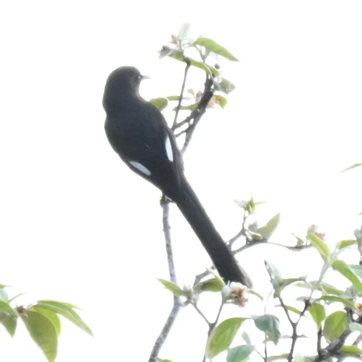 Spotted Long-tailed Sibia