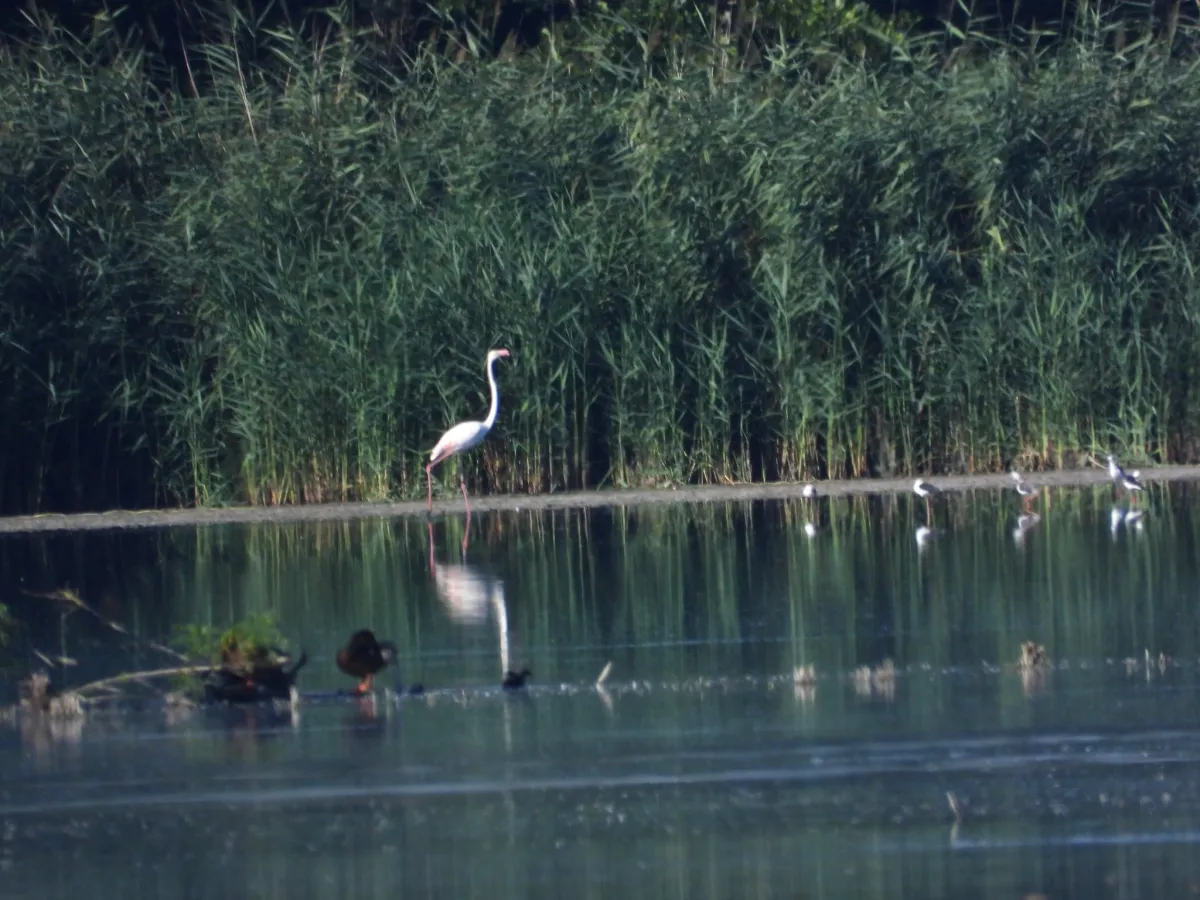 Waargenomen Flamingo