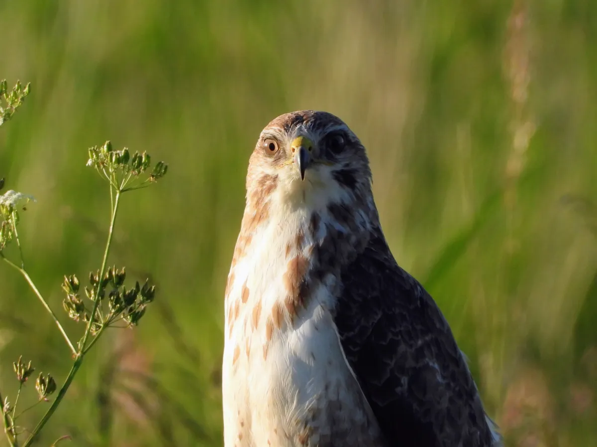 Spotted Common Buzzard