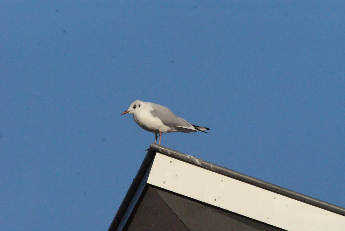 Gespotte Kleine kokmeeuw