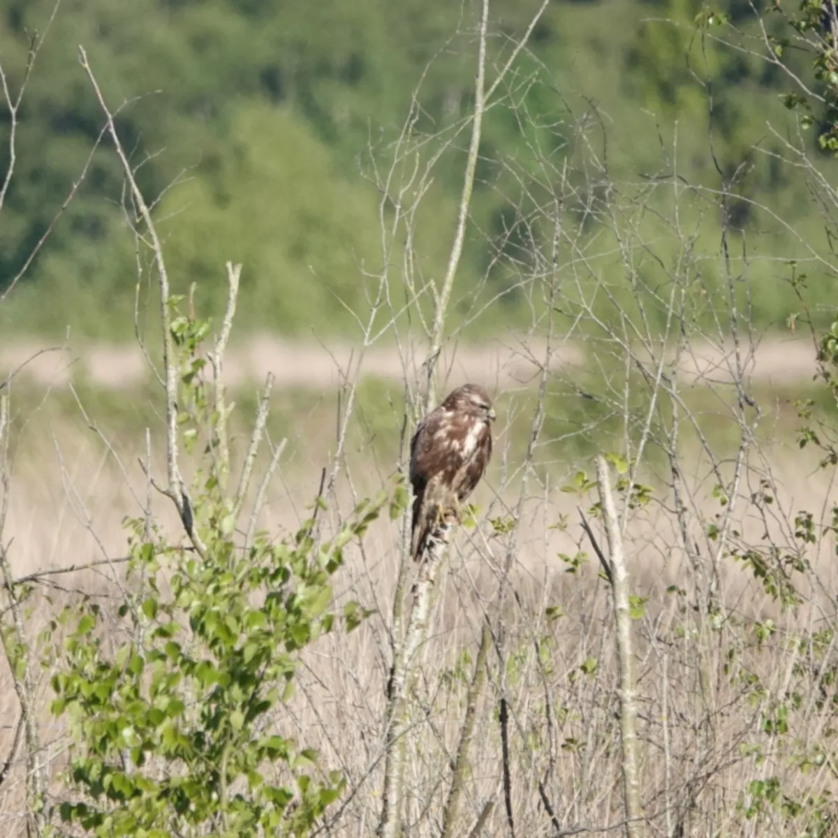 Waargenomen Buizerd