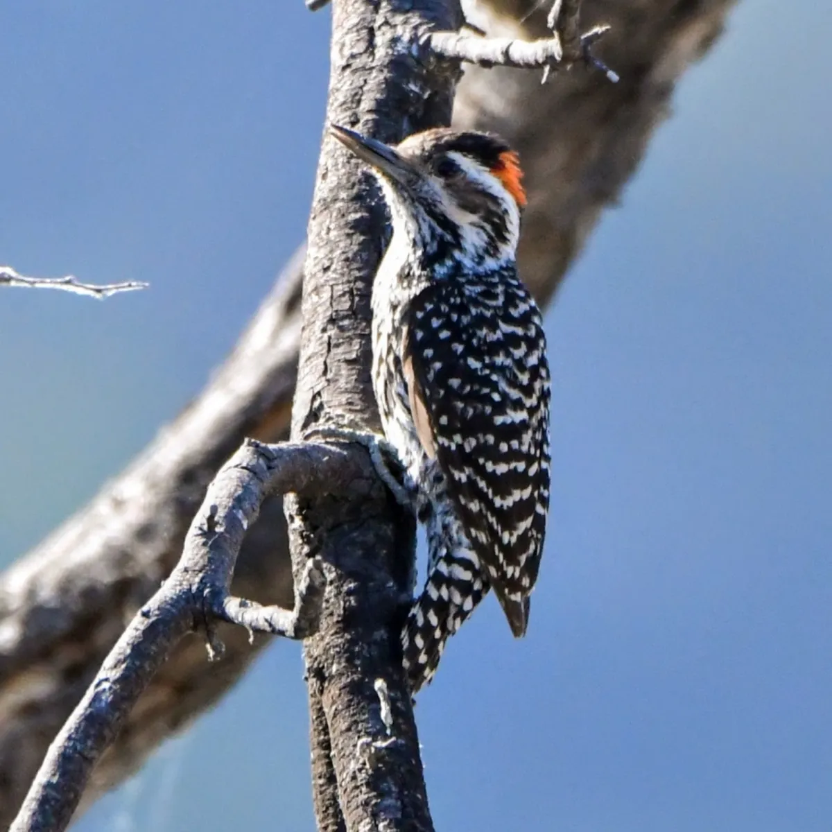 Spotted Striped Woodpecker