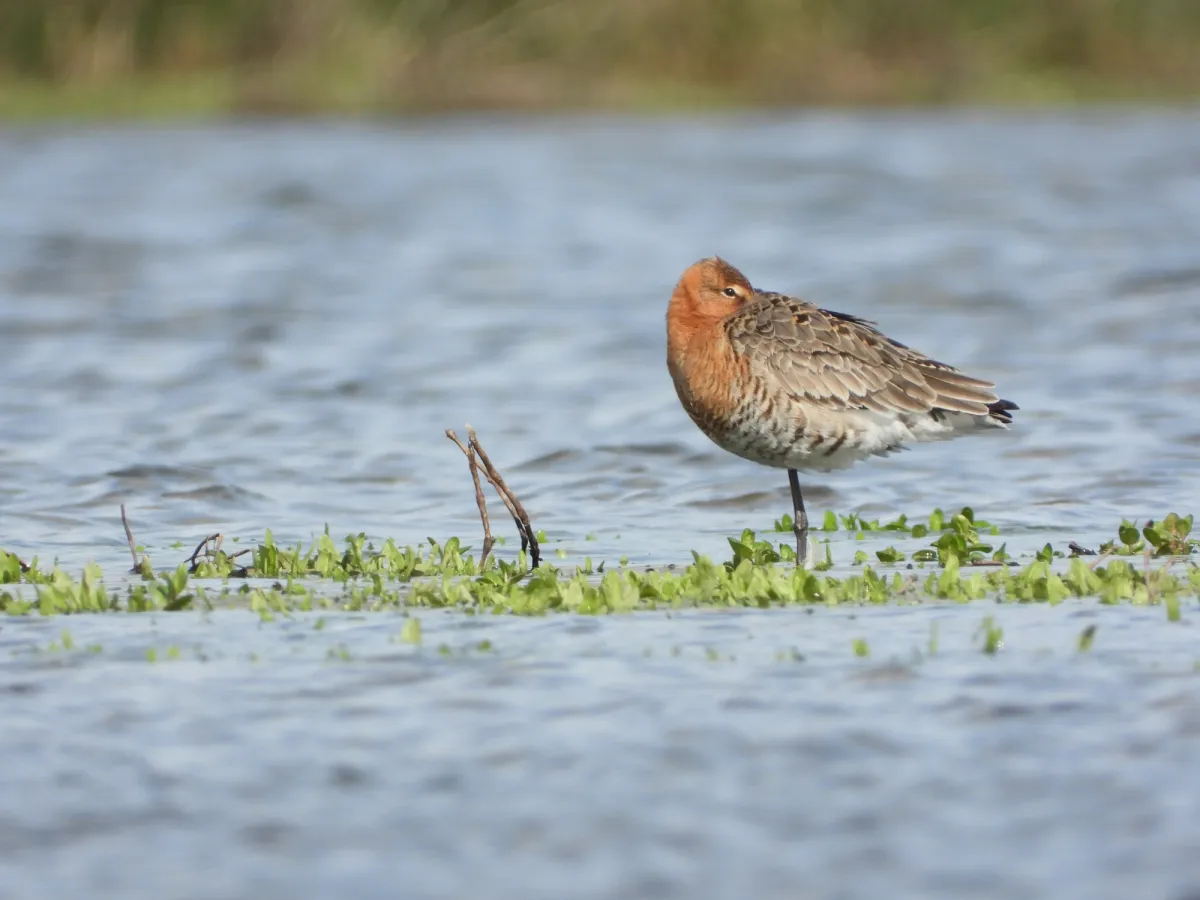 Spotted Black-tailed Godwit