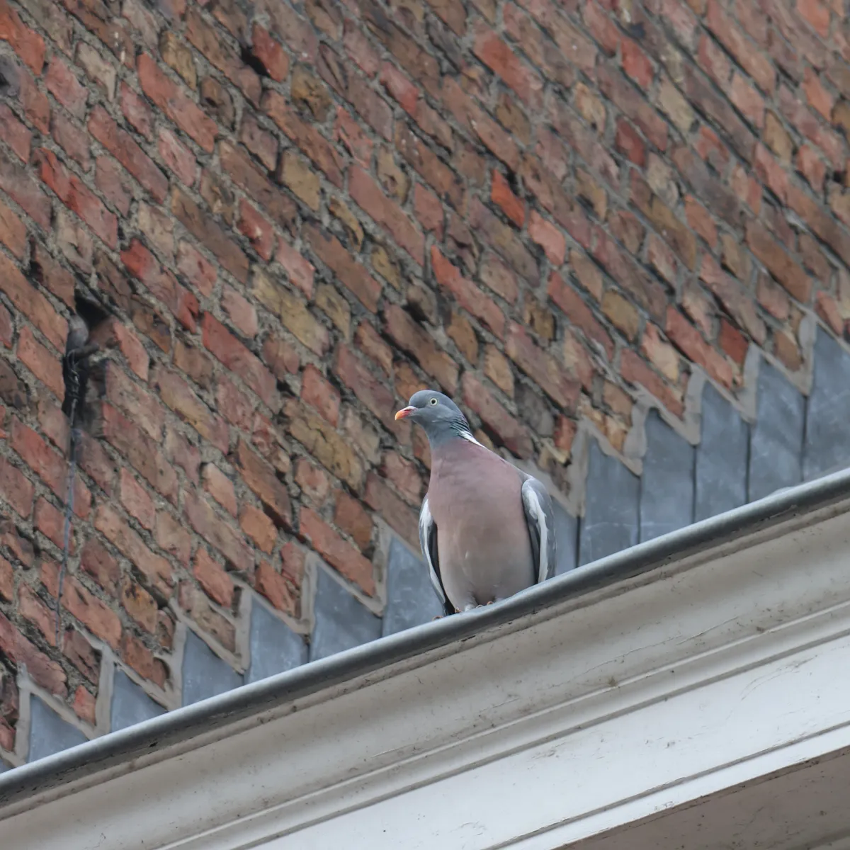Spotted Common Wood-Pigeon