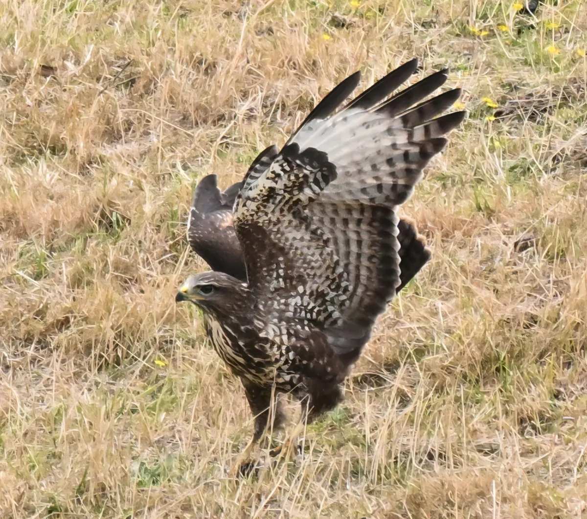 Spotted Common Buzzard