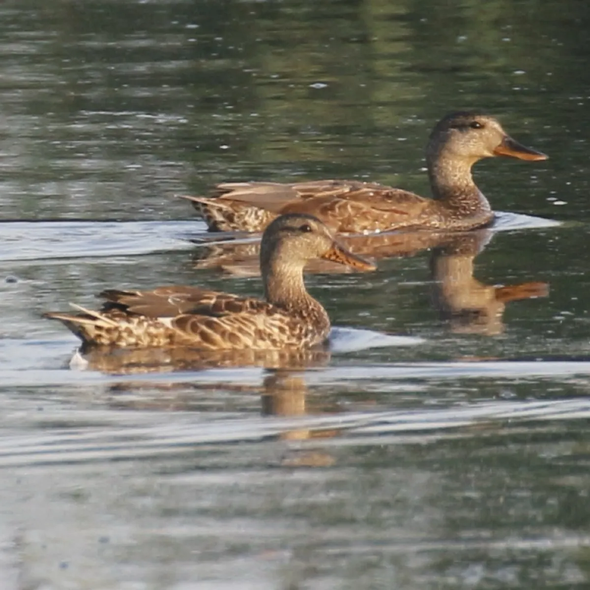 Spotted Gadwall