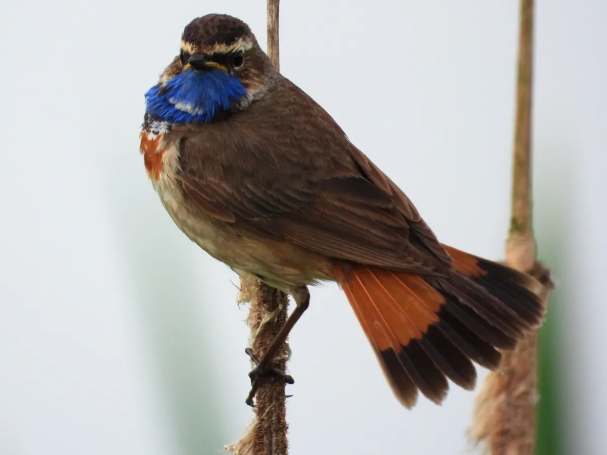 Waargenomen Blauwborst