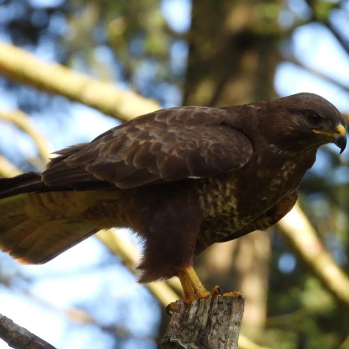 Spotted Common Buzzard
