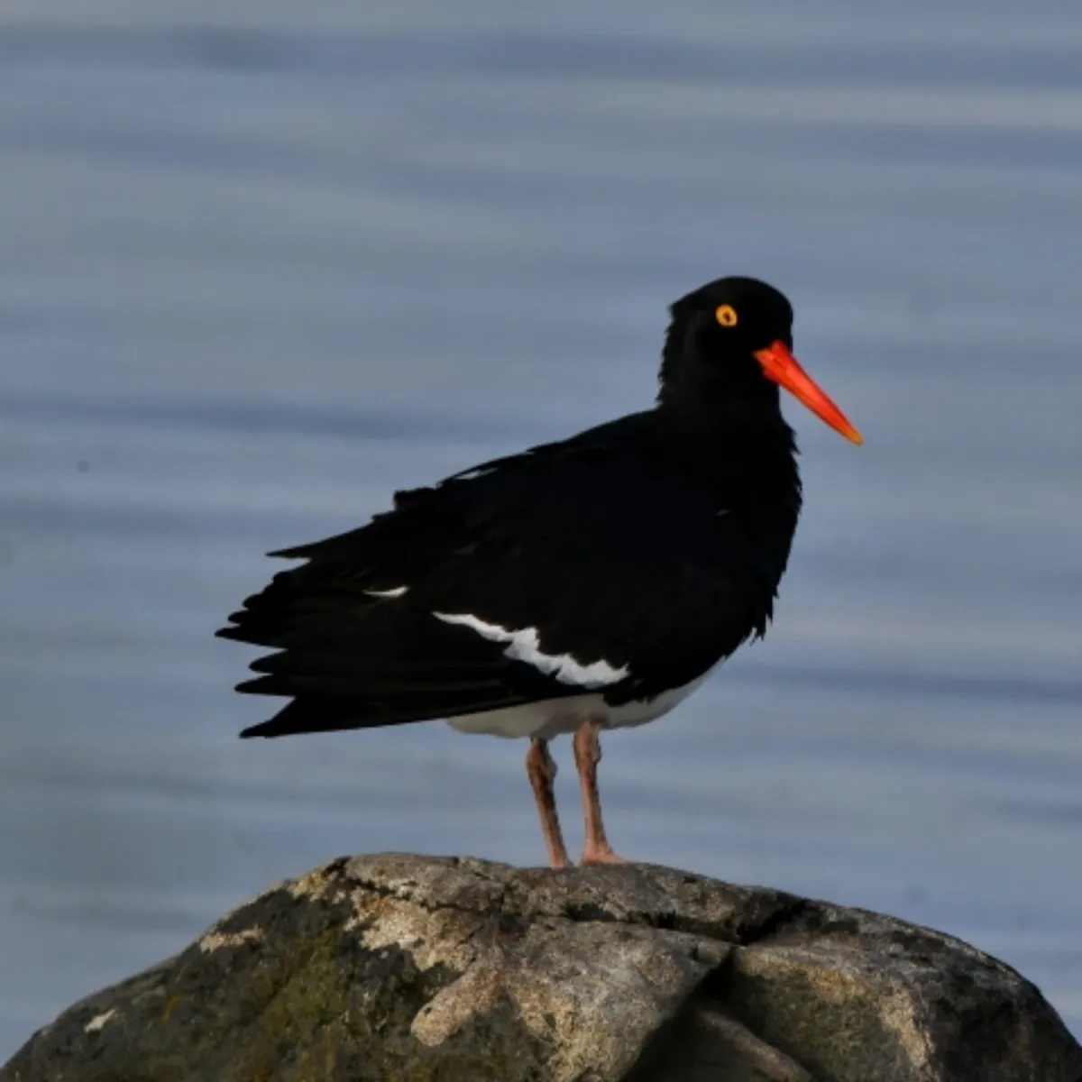 Spotted Magellanic Oystercatcher