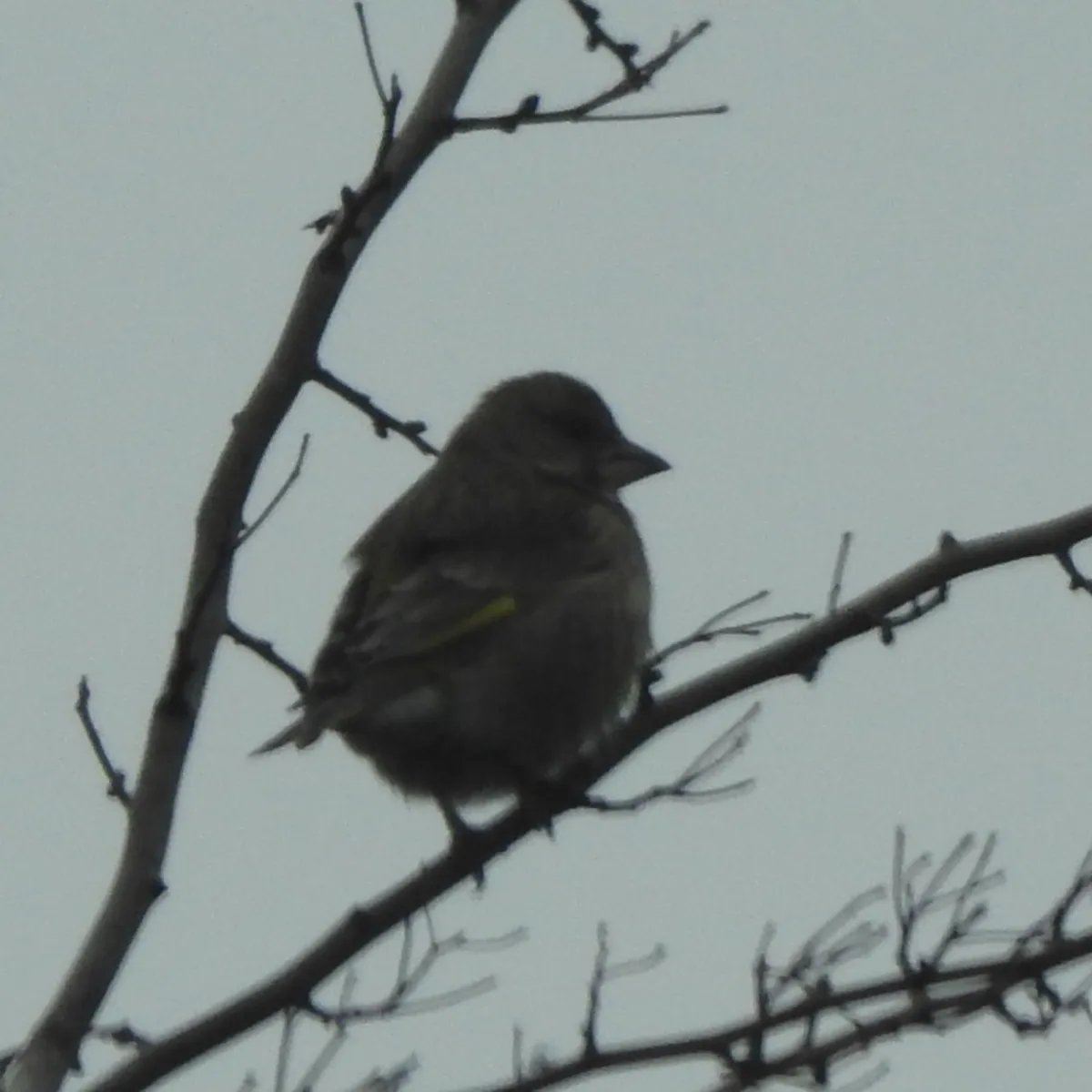 Spotted European Greenfinch