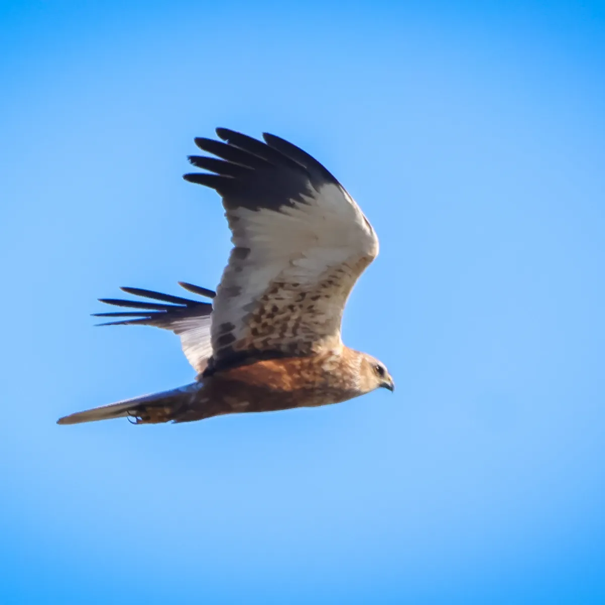 Gespotte Bruine kiekendief