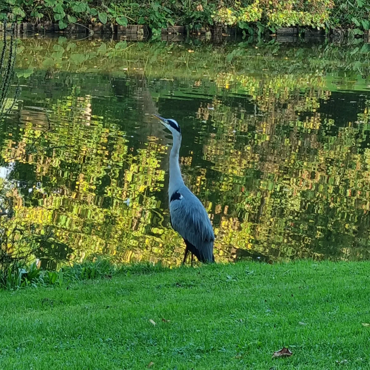 Waargenomen Blauwe reiger