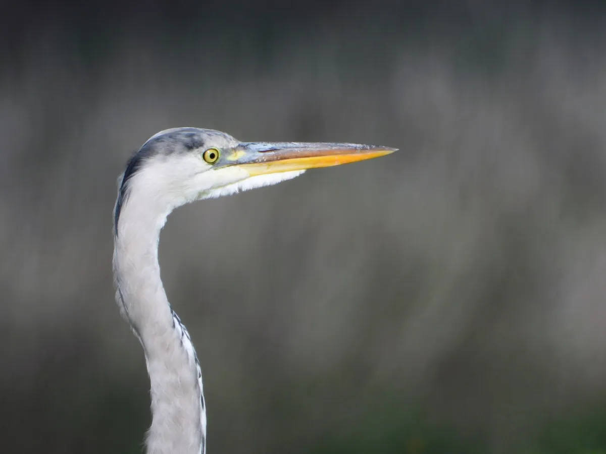 Spotted Gray Heron