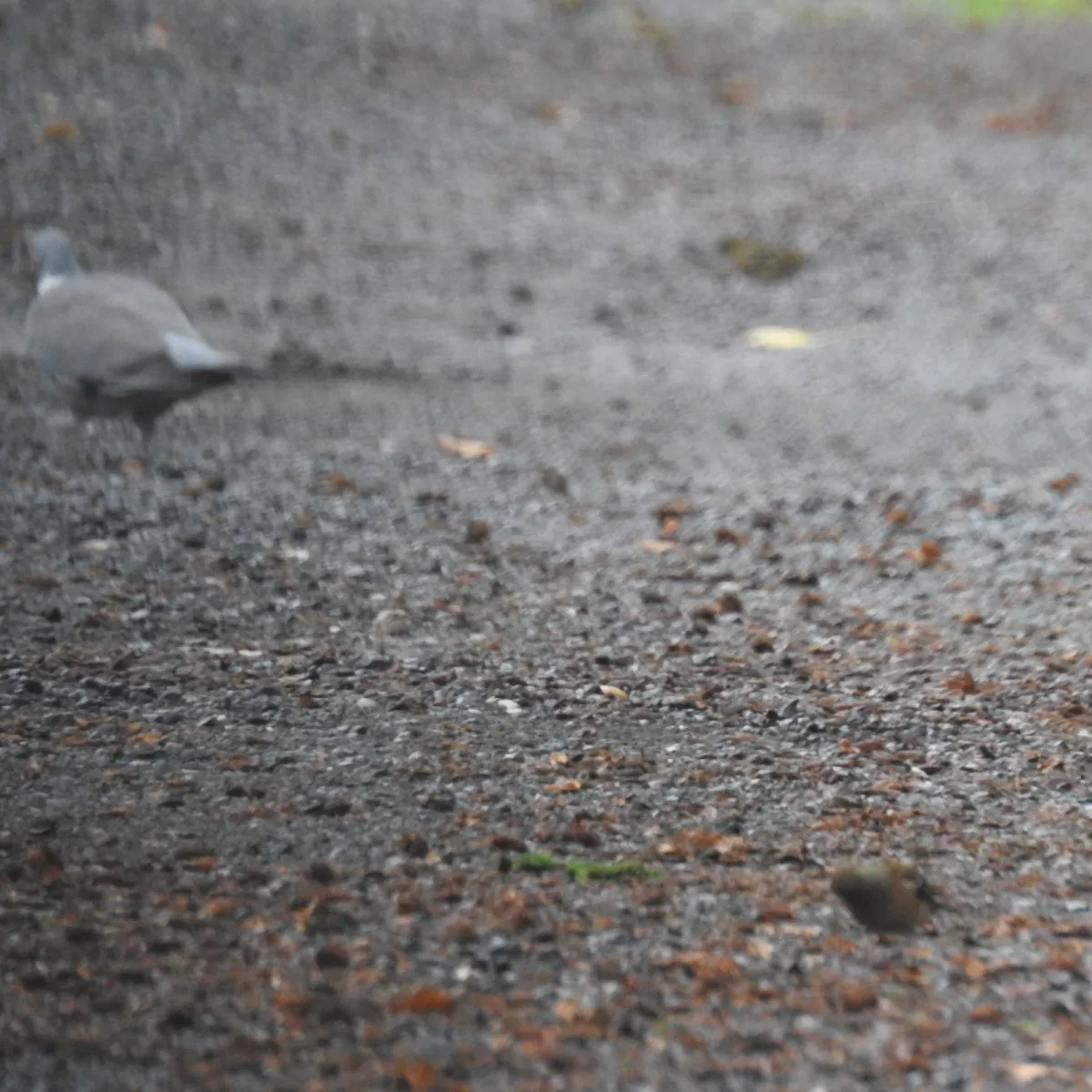 Spotted Common Wood-Pigeon