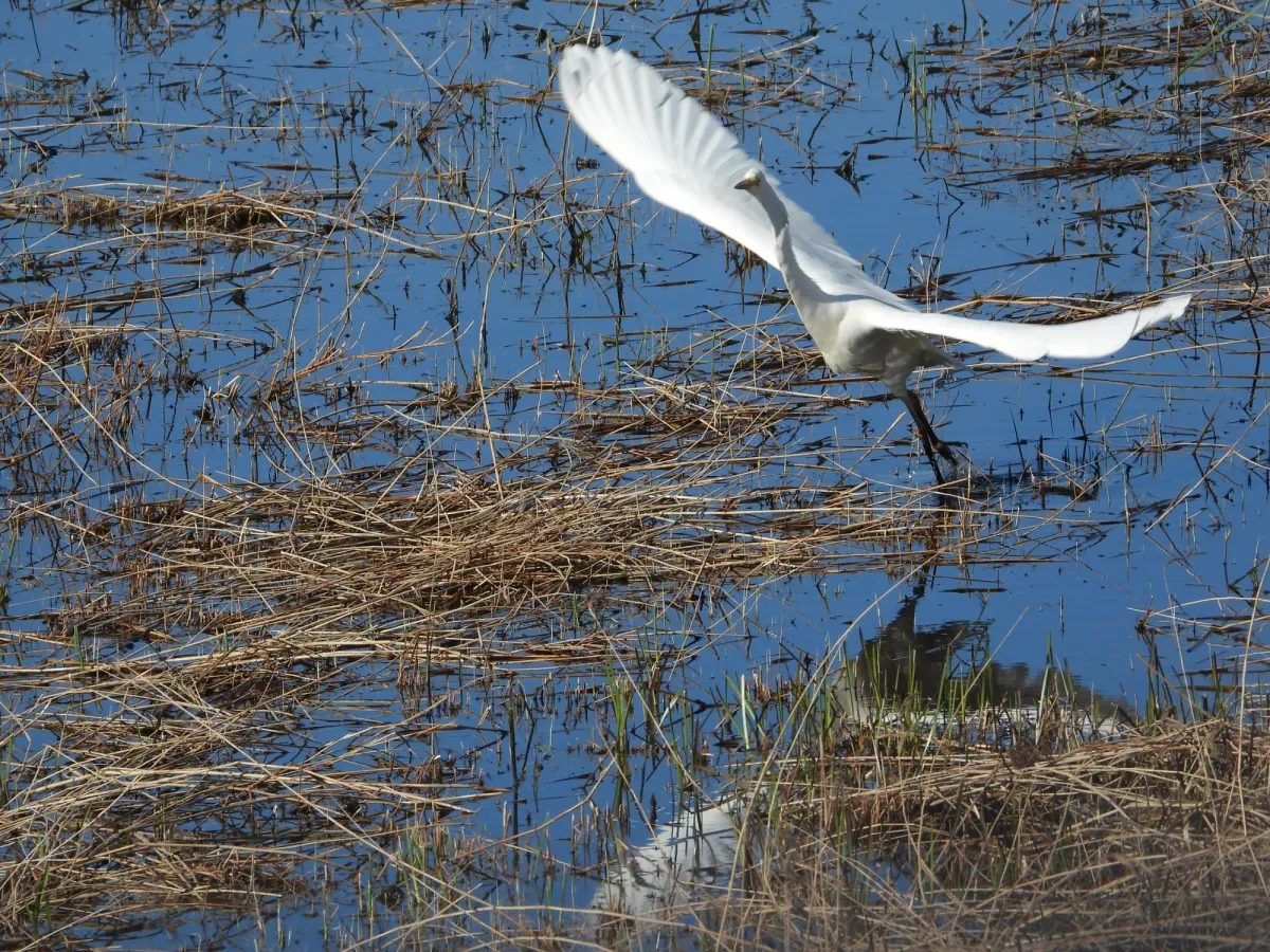 Gespotte Grote zilverreiger