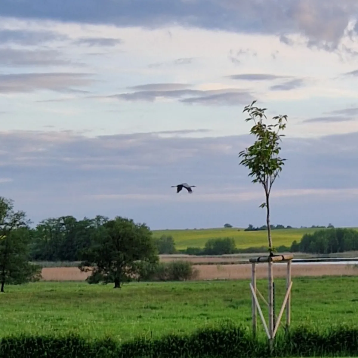 Waargenomen Kraanvogel